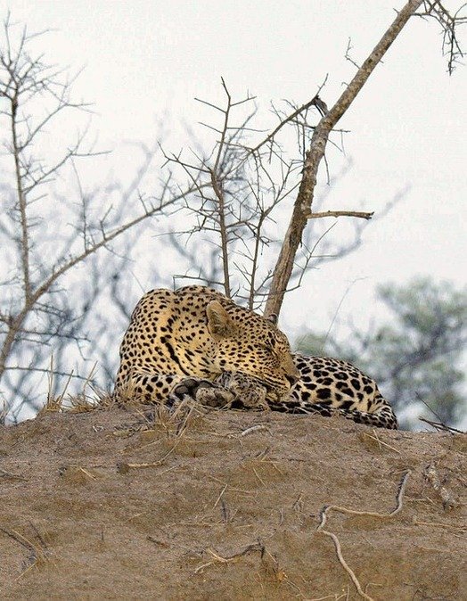 leopard-4667583_1280(1) leopard 4667583 12801