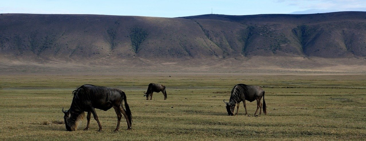 national-park-687342_1280(1) national park 687342 12801