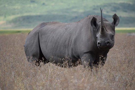 the-big-five-african the big five african